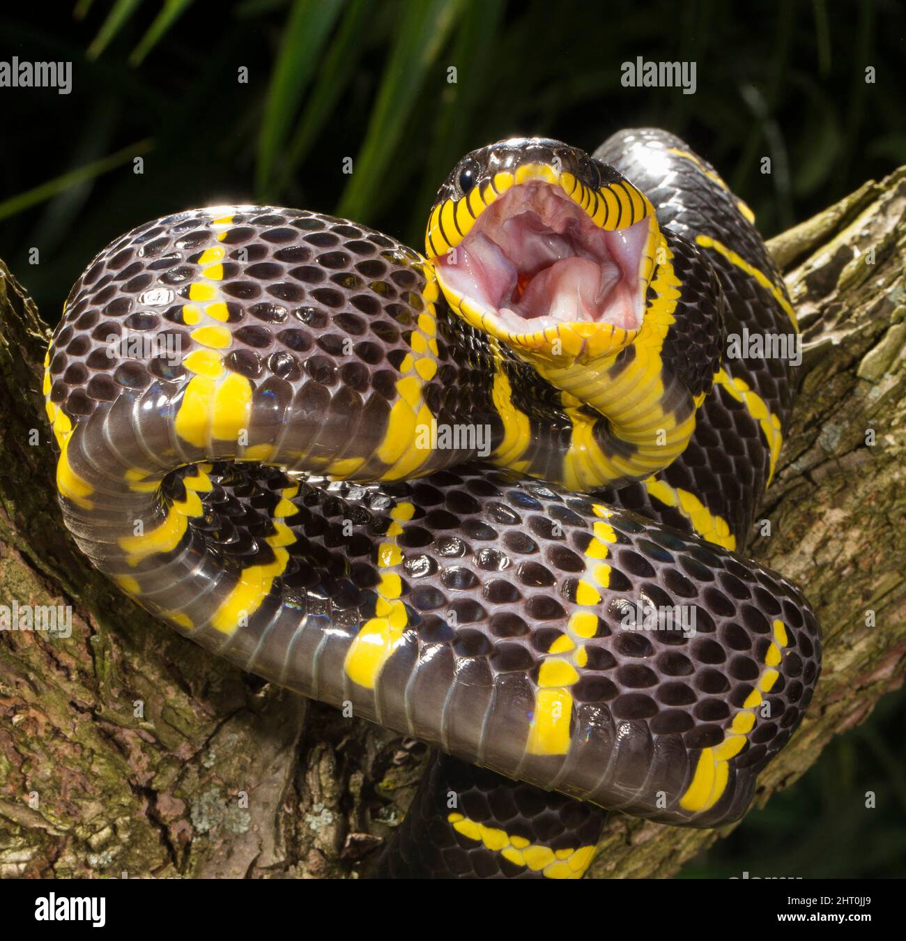 Gold-ringed cat snake (Boiga dendrophila) in aggressive pose. Average length: 1.8 to 2.4 m. Origin: Southeast Asia Stock Photo