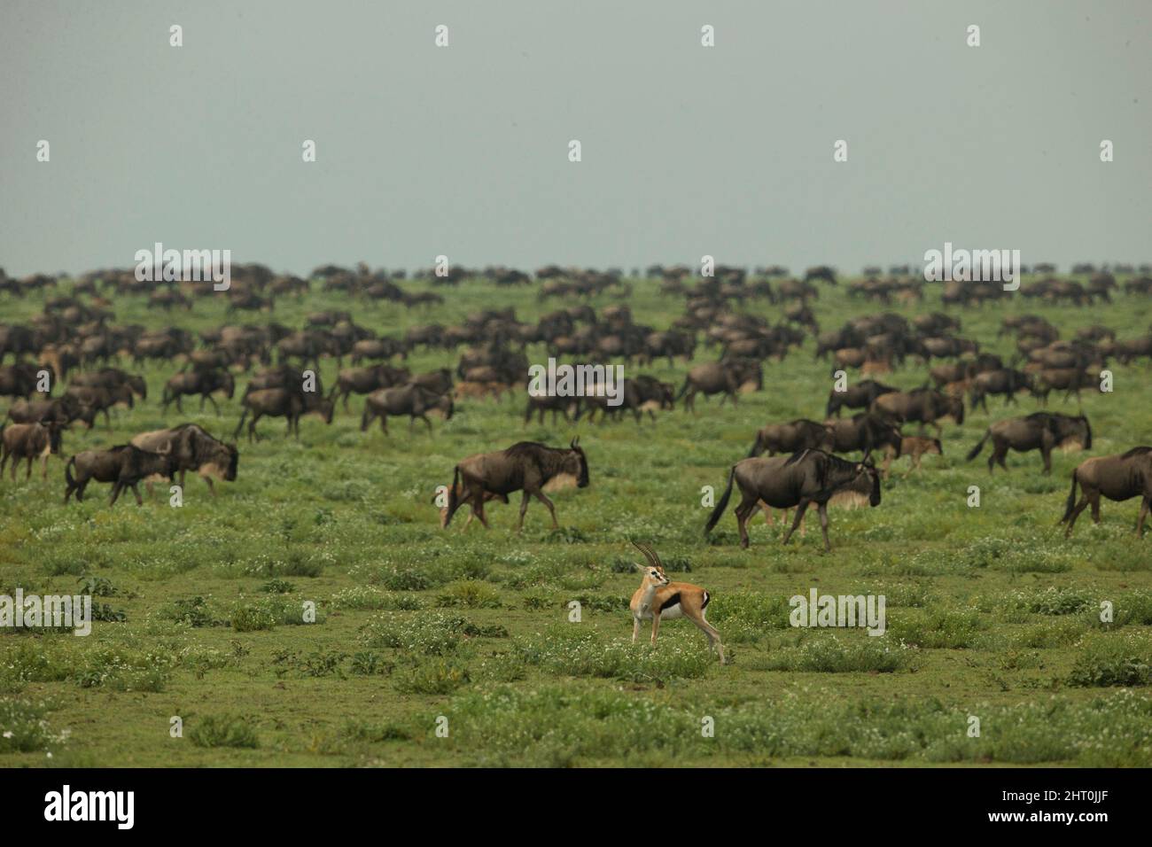 Thomson’s gazelle (Eudorcas thomsonii) and a vast herd of Blue ...