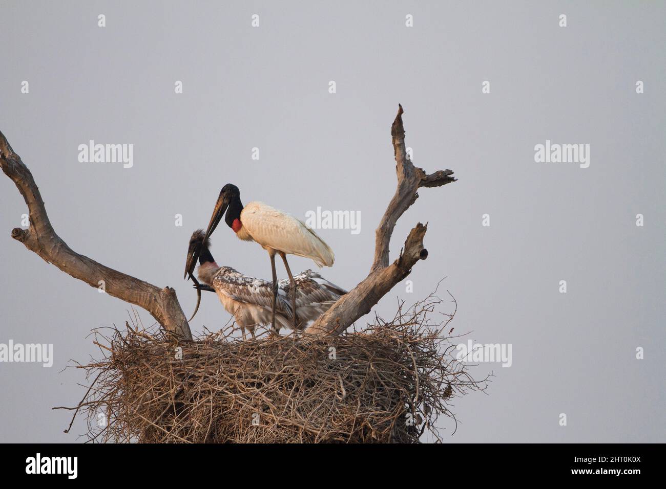 Jabiru (Jabiru mycteria) parent with two chicks at the nest. Pantanal, Mato Grosso, Brazil Stock Photo