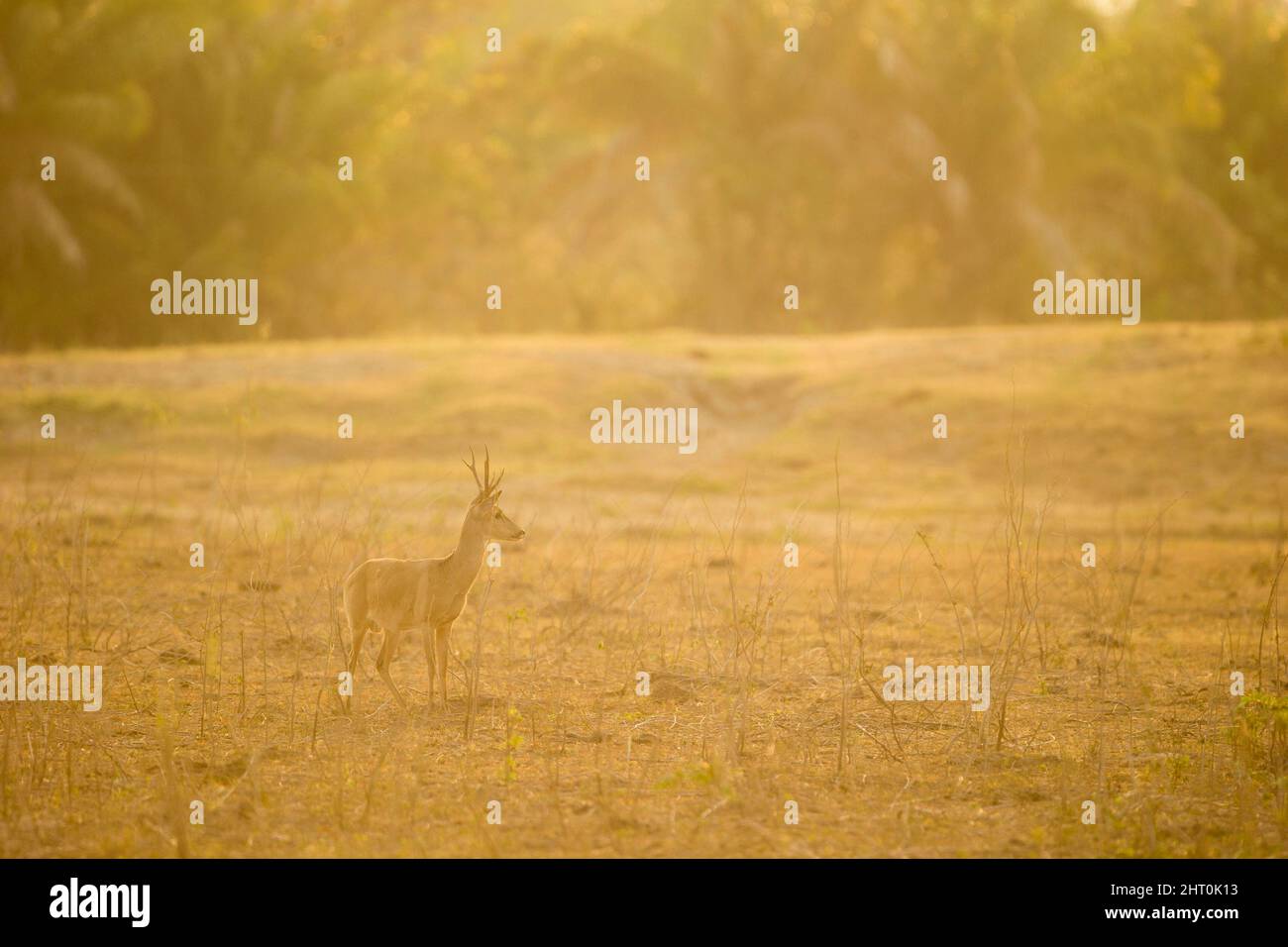 Pampas deer (Ozotoceros bezoarticus) alert in a misty clearing. Pantanal, Mato Grosso, Brazil Stock Photo