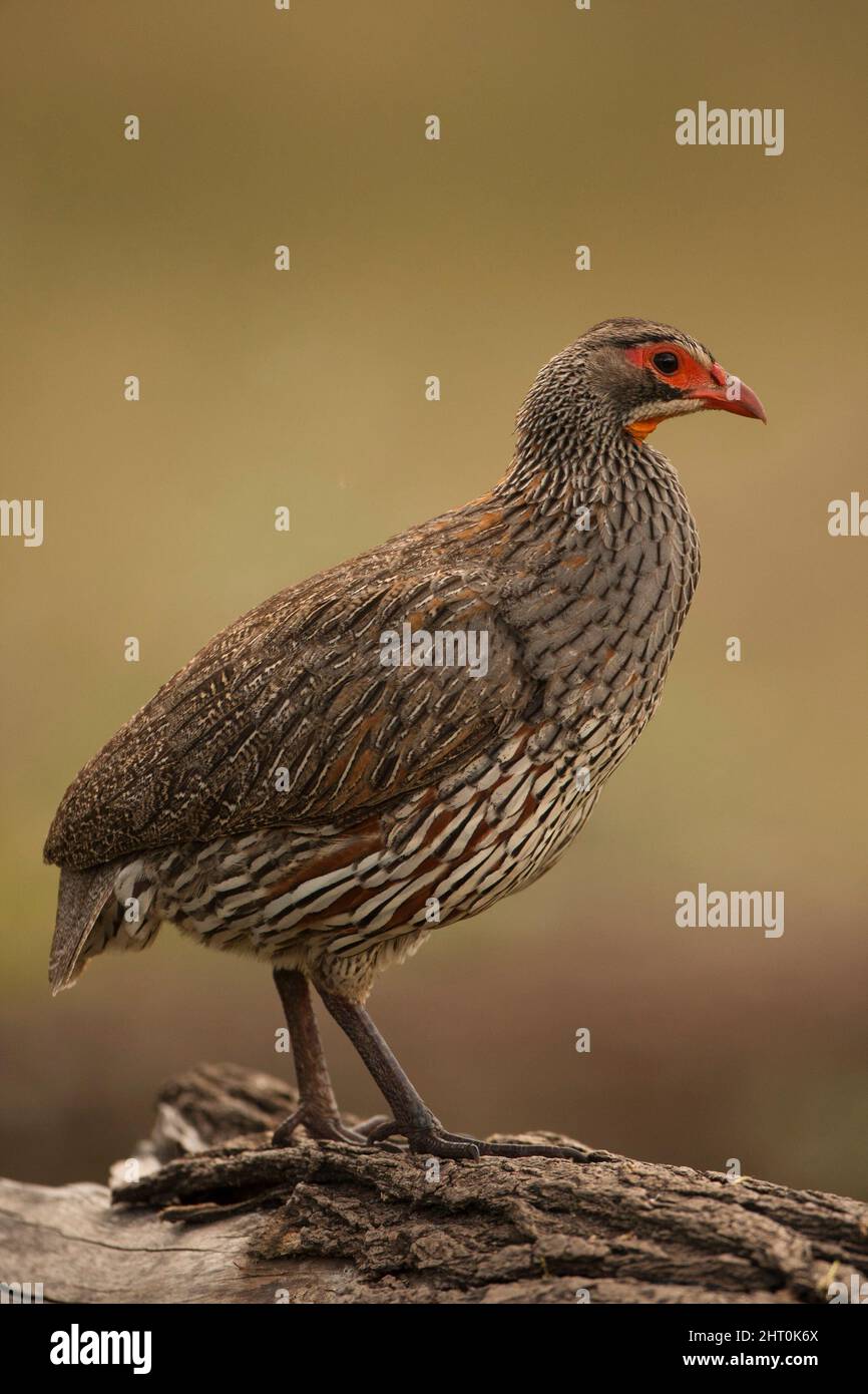 Red-necked francolin (Pternistis afer) on a fallen tree. Serengeti National Park, Tanzania Stock Photo