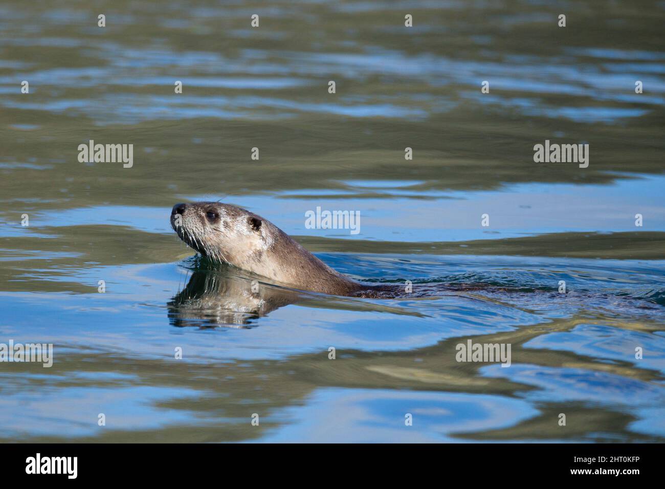 Northern river otter (Lontra canadensis) in the Yellowstone River, Hayden Valley, Calcite Springs Overlook, Yellowstone National Park, Wyoming, United Stock Photo