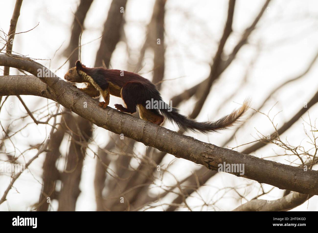 Indian giant squirrel (Ratufa indica), the world’s largest squirrel, almost a metre long, tip to tip. Satpura National Park, Madhya Pradesh, India Stock Photo
