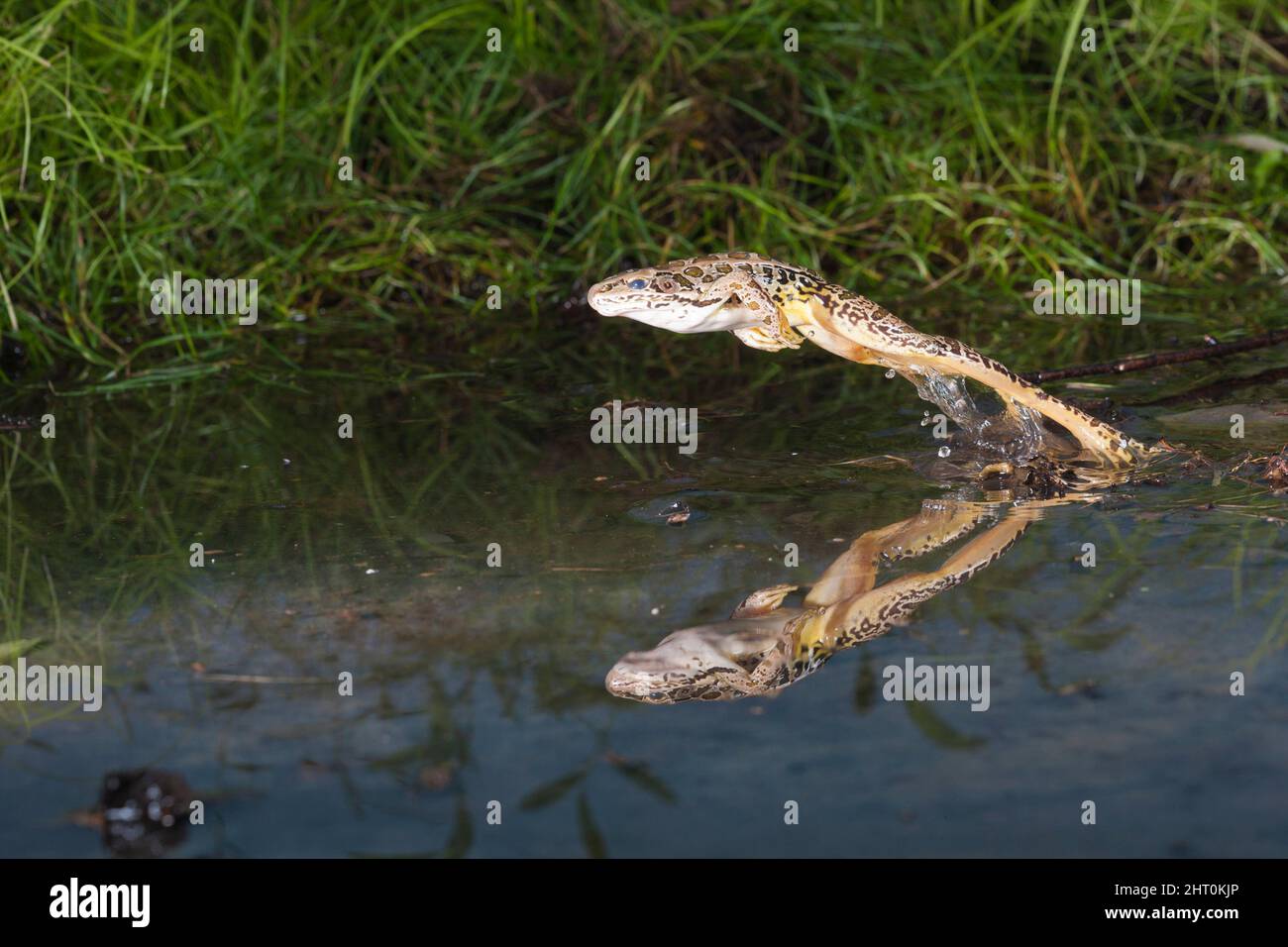 Prodigious hi-res stock photography and images - Alamy