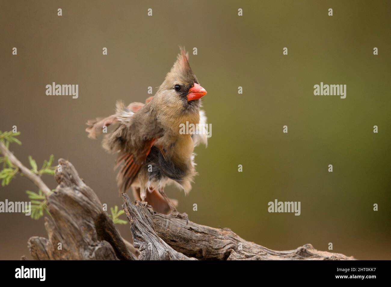 Northern cardinal (Cardinalis cardinalis), female fluffed up. Madera ...