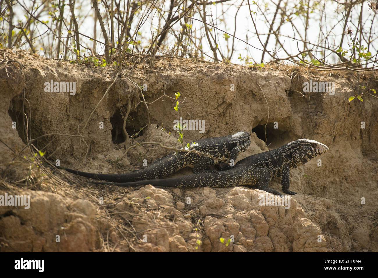Argentine black and white tegu (Salvator merianae) two near burrows in a river bank. Stock Photo