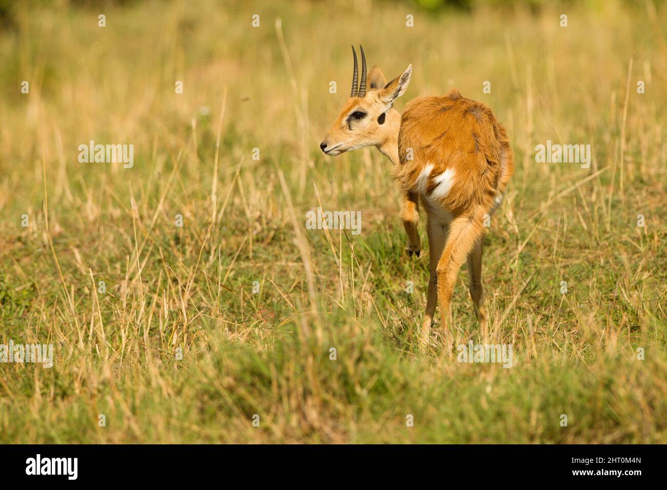 Oribi (Ourebia ourebi) male grazing. Masai Mara National Reserve, Kenya Stock Photo