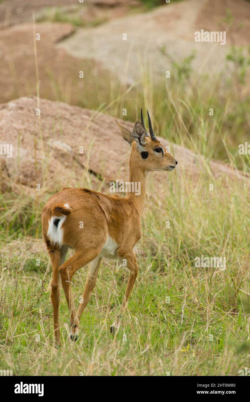 Oribi (Ourebia ourebi) male at a kopje. Serengeti National Park, Tanzania Stock Photo