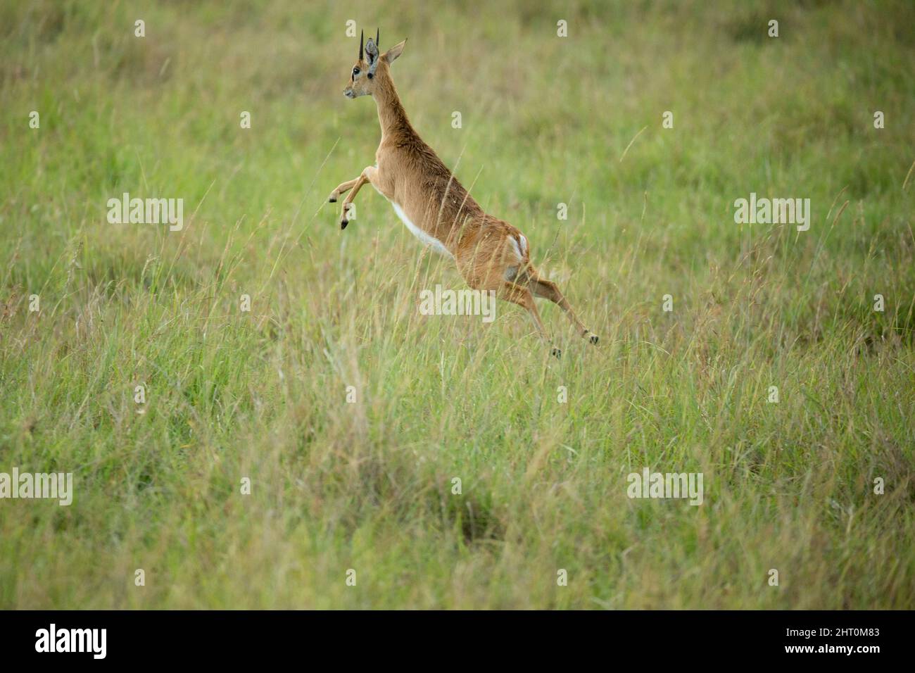 Oribi (Ourebia ourebi) male leaping through grass. Serengeti National Park, Tanzania Stock Photo