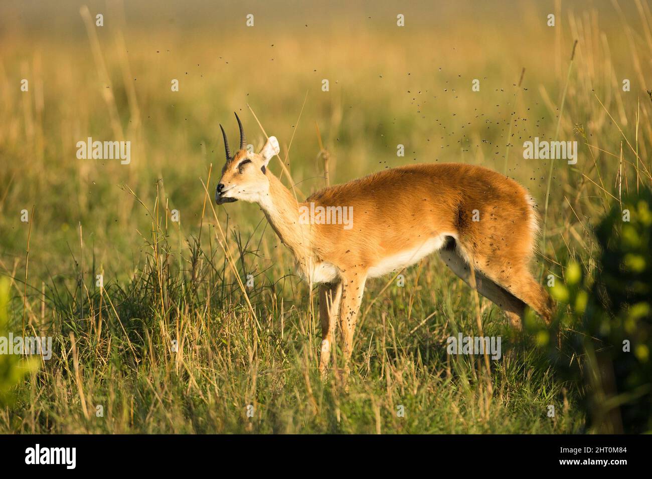 Oribi (Ourebia ourebi) male grazing. Masai Mara National Reserve, Kenya Stock Photo