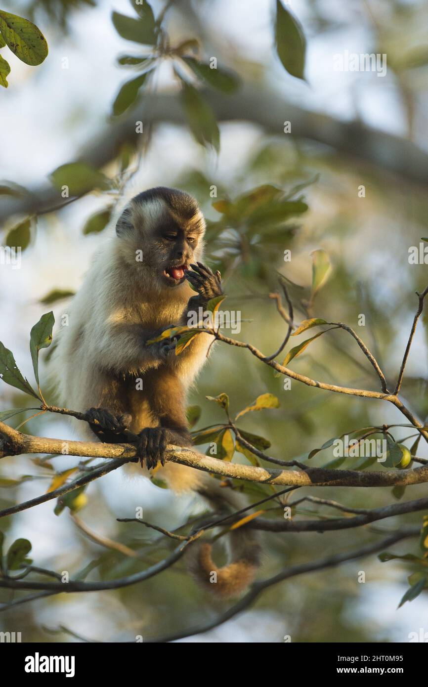 Margarita island brown capuchin hires stock photography and images Alamy