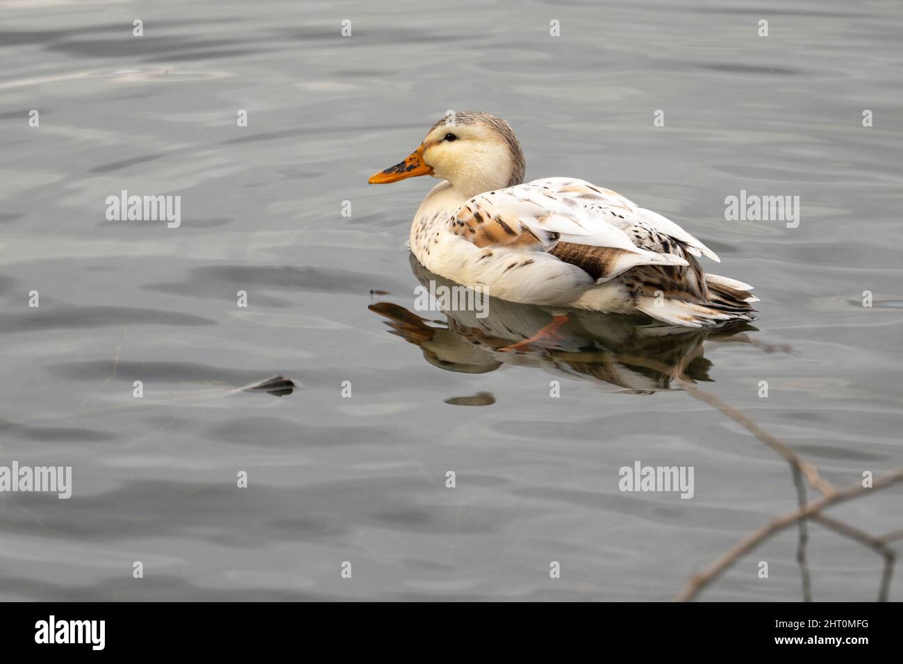 female brown white duck, Anas platyrhynchos, swimming in lake Stock Photo