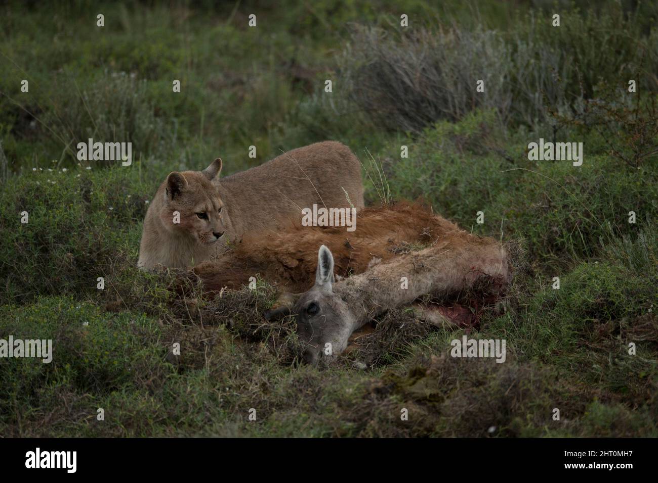 Mountain lion (Puma concolor) feeding off a kill, a guanaco. Torres del Paine National Park, Chile Stock Photo