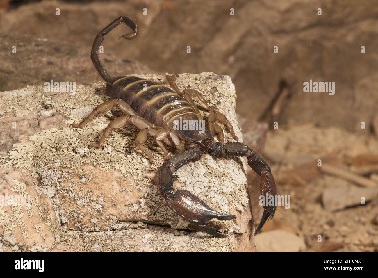 Flat rock scorpion (Hadogenes troglodytes), the longest scorpion, reaching 20 cm. Its flattened body is an adaptation to life in rock crevices. Origin Stock Photo