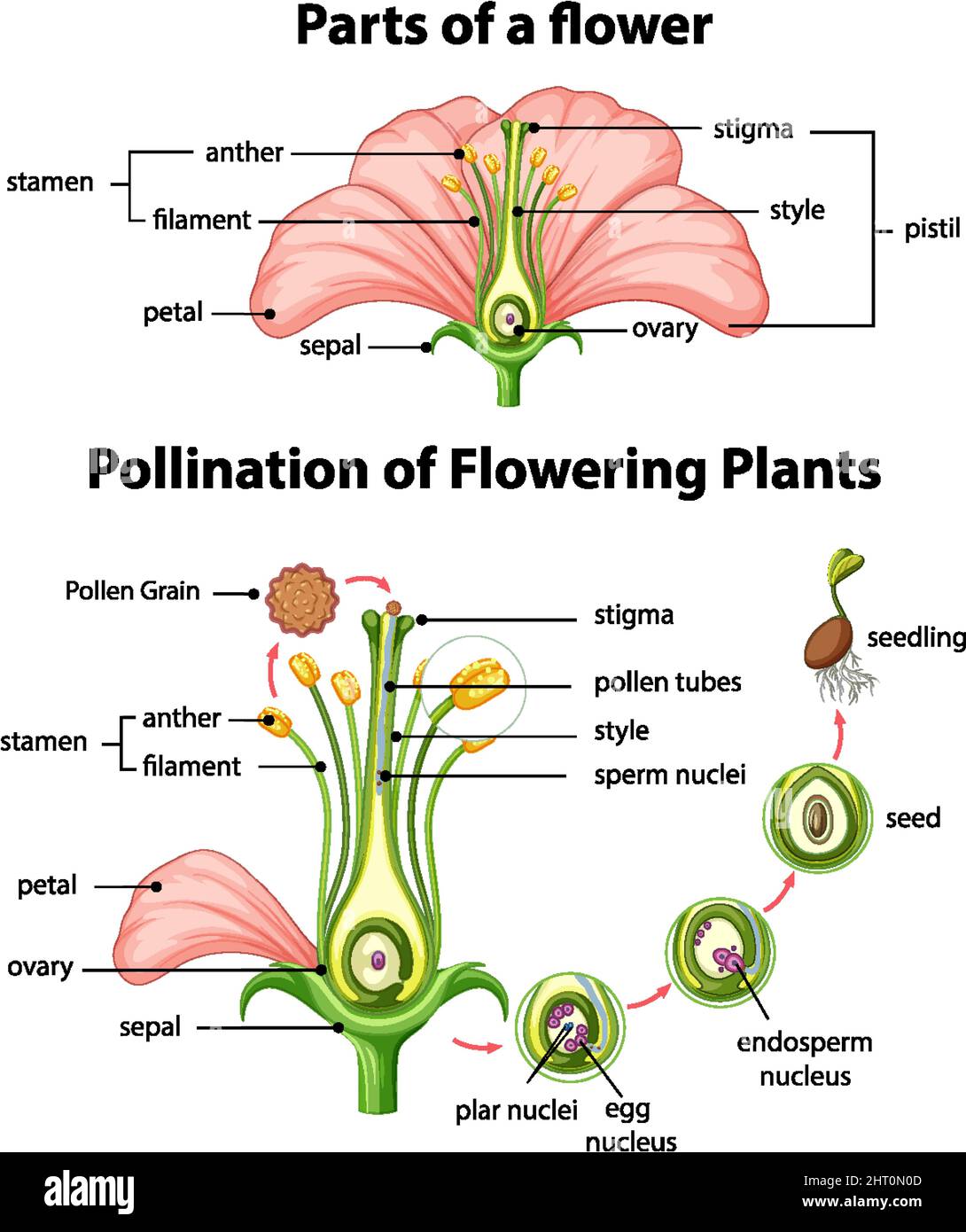 Diagram of pollination of flowering plants illustration Stock Vector