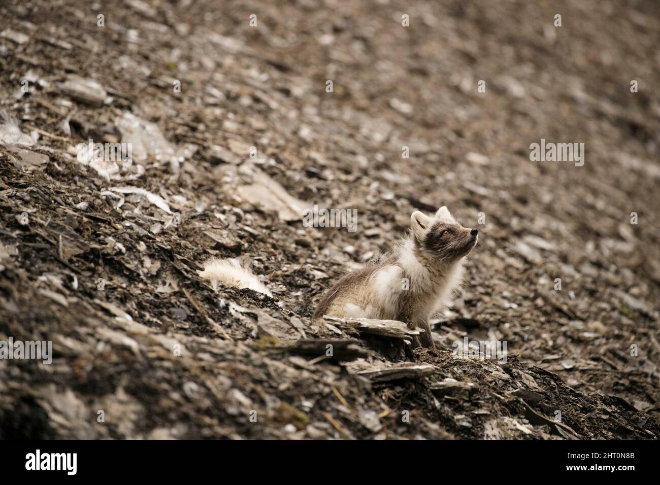 Arctic fox (Vulpes lagopus) foraging at the base of a colony of ...