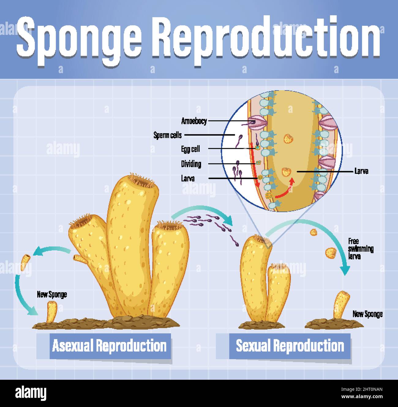 Diagram showing reproduction in sponges illustration Stock Vector Image