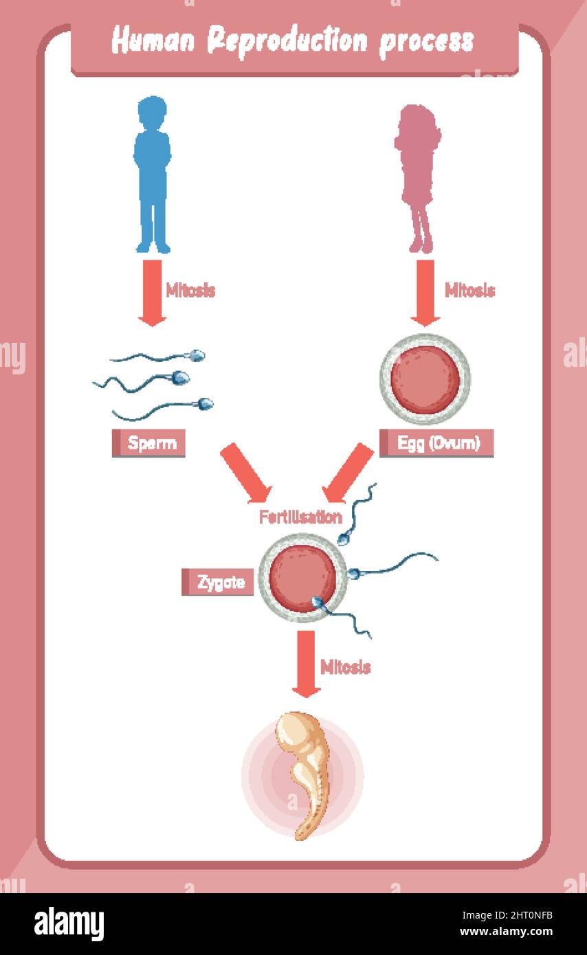 Diagram Showing Human Reproduction Process Illustration Stock Vector