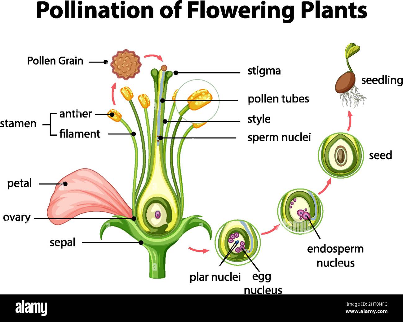 Diagram of pollination of flowering plants illustration Stock Vector
