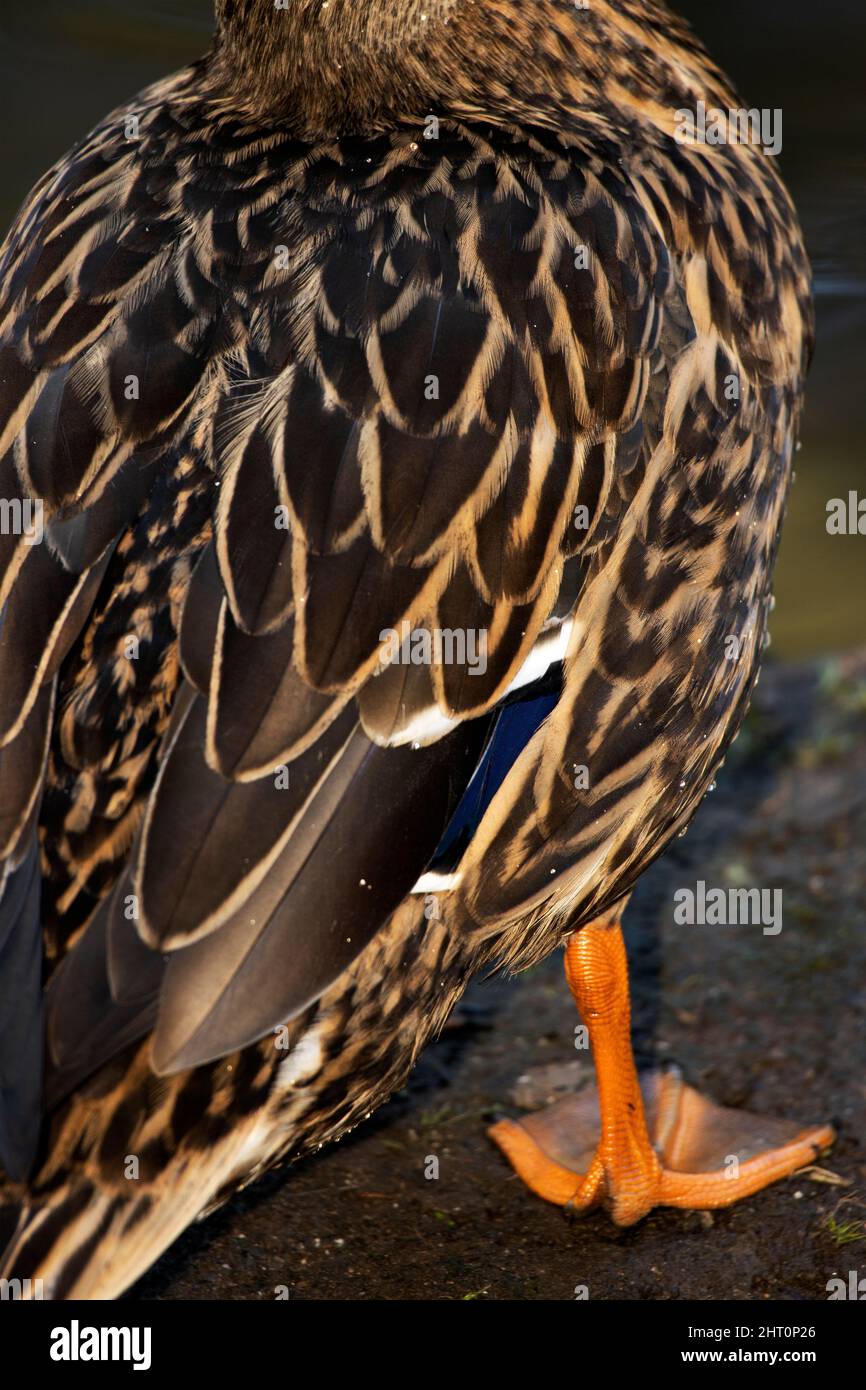 The cryptic plumage of a female mallard is in stark contrast to the gaudy iridescence of the drake. This camouflage is ideal for concealment on nests Stock Photo