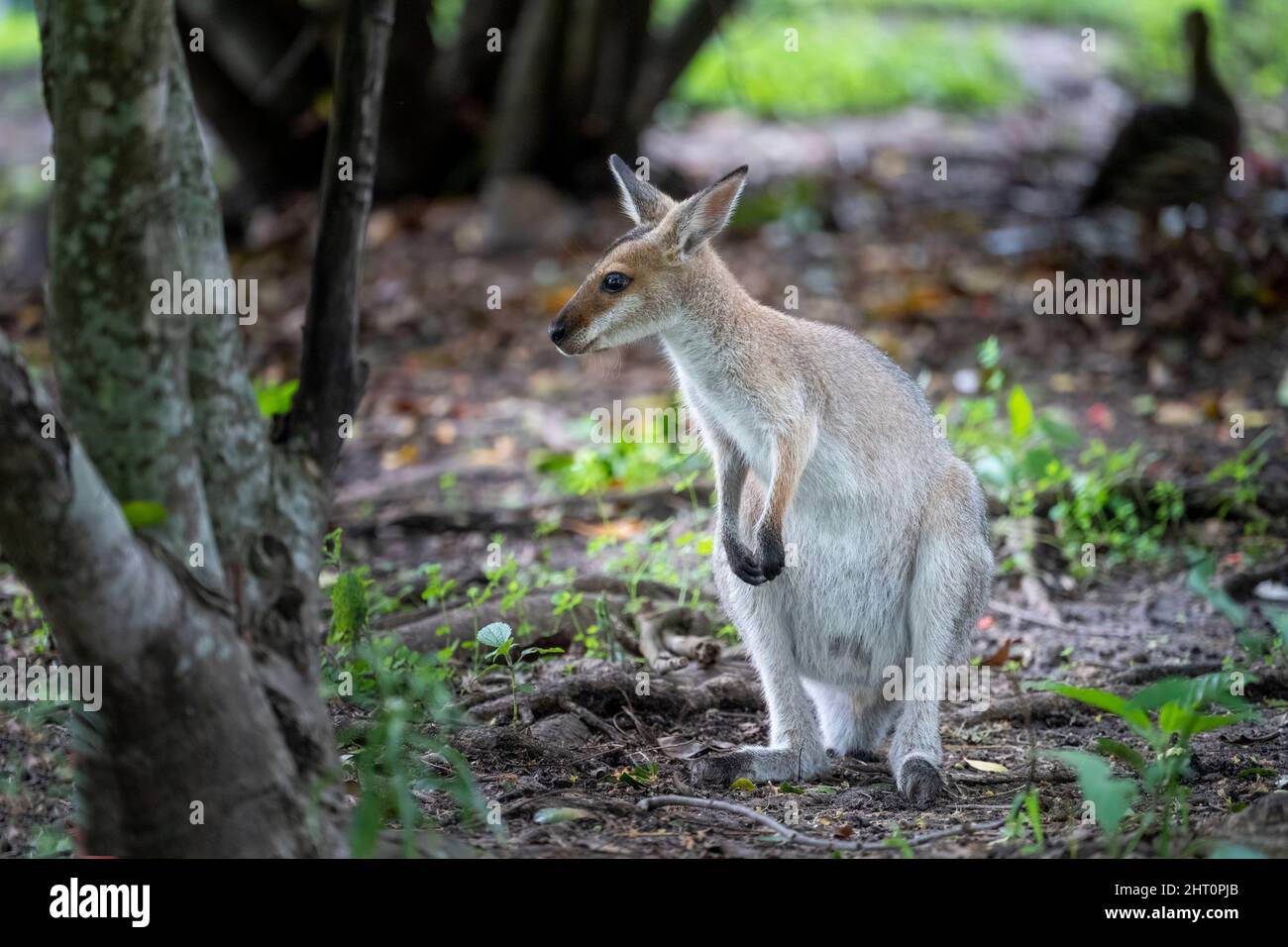 Portrait of Red-necked wallaby (Macropus rufogriseus) standing and looking at camera Stock Photo