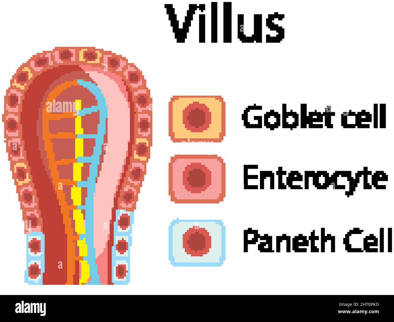 Diagram showing intestinal villus structure illustration Stock Vector