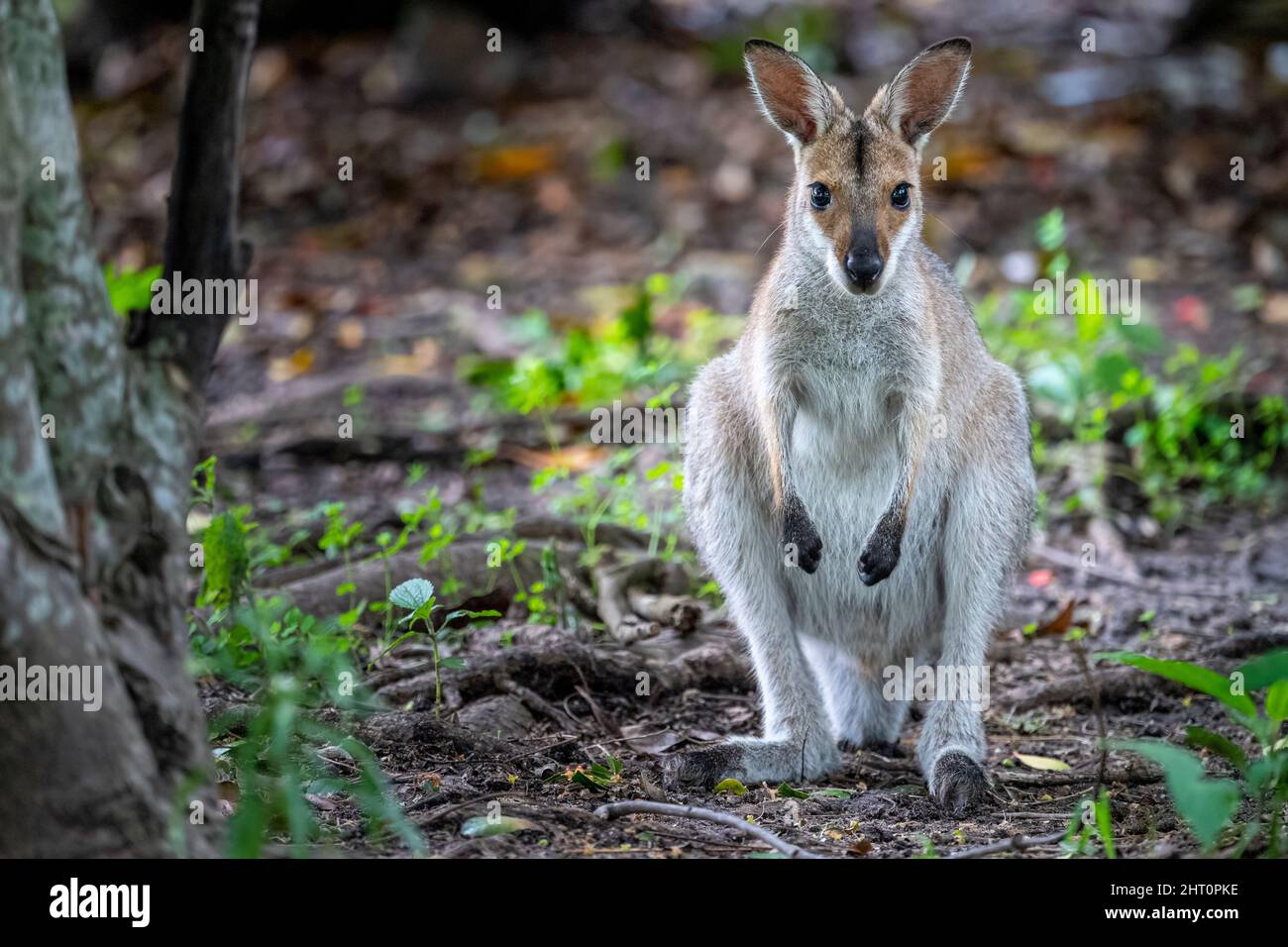 Portrait of Red-necked wallaby (Macropus rufogriseus) standing and looking at camera Stock Photo