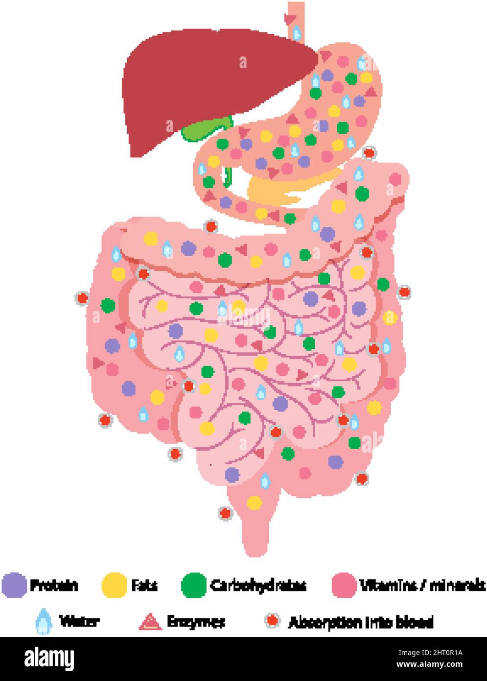 Diagram showing digestive system  illustration Stock Vector