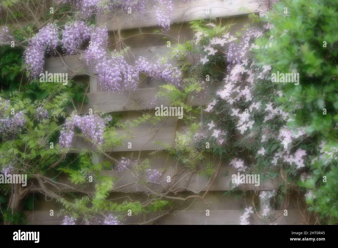 A purple and white wisteria growing along a wooden fence. A clematis