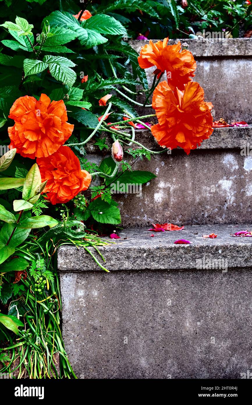 A colour photograph of poppies growing over stone steps. Stock Photo