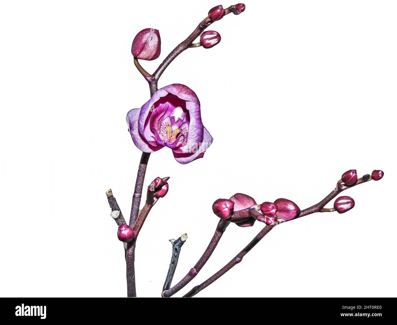 Closeup of the pink orchid buds isolated on white background Stock ...