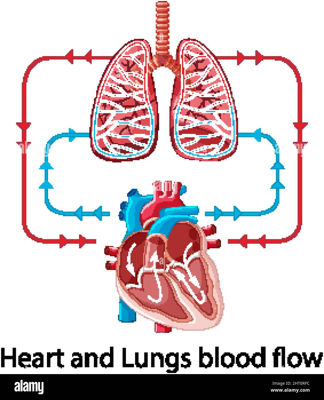Diagram showing blood flow of the human heart illustration Stock Vector ...