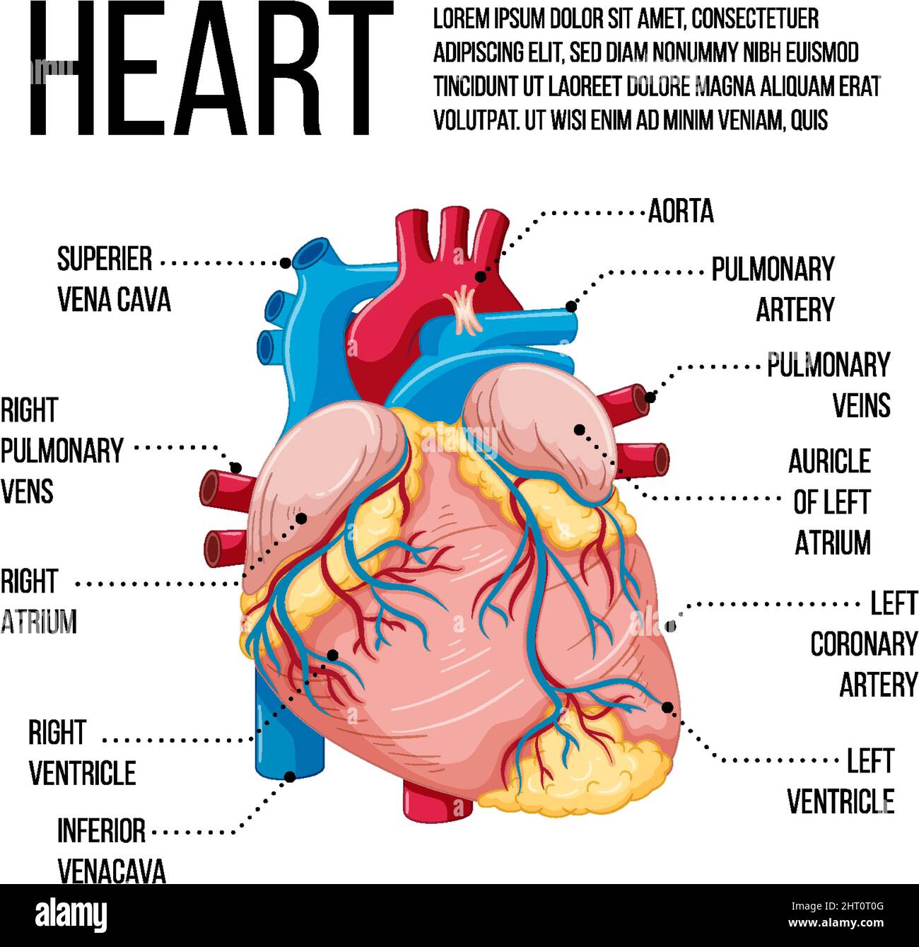 Diagram showing structure of heart illustration Stock Vector Image ...