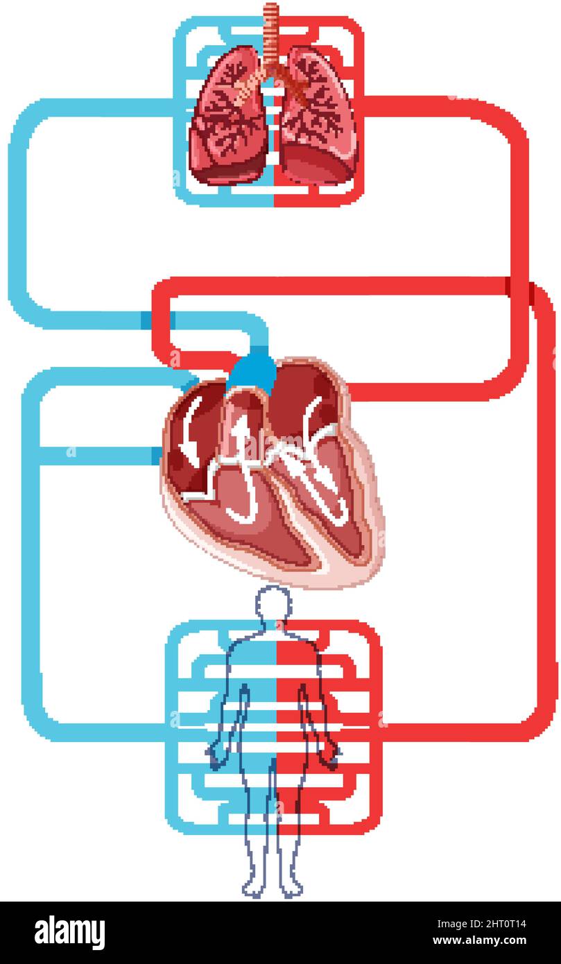 Diagram showing blood flow of the human heart illustration Stock Vector ...