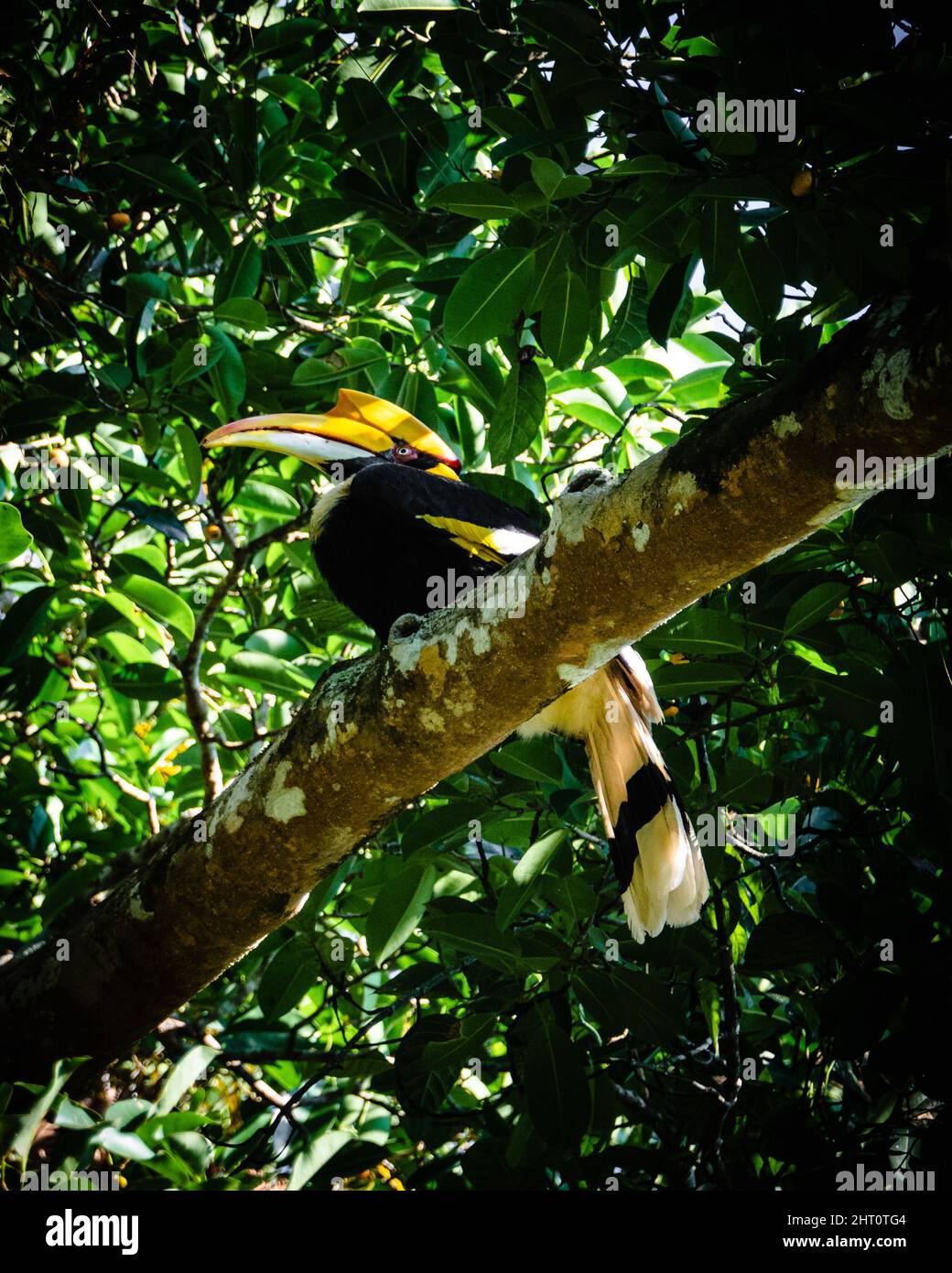 Low-angle view of a beautiful Hornbill bird perched on a tree in Khao Yai National Park Stock Photo