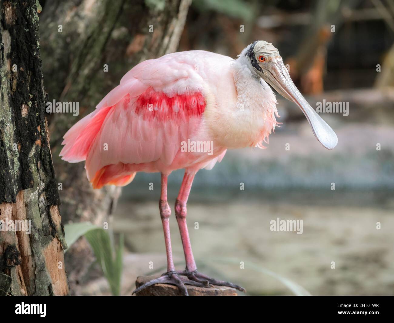 Closeup View of Roseate Spoonbills Standing on Tree Stump in a Pond. Stock Photo