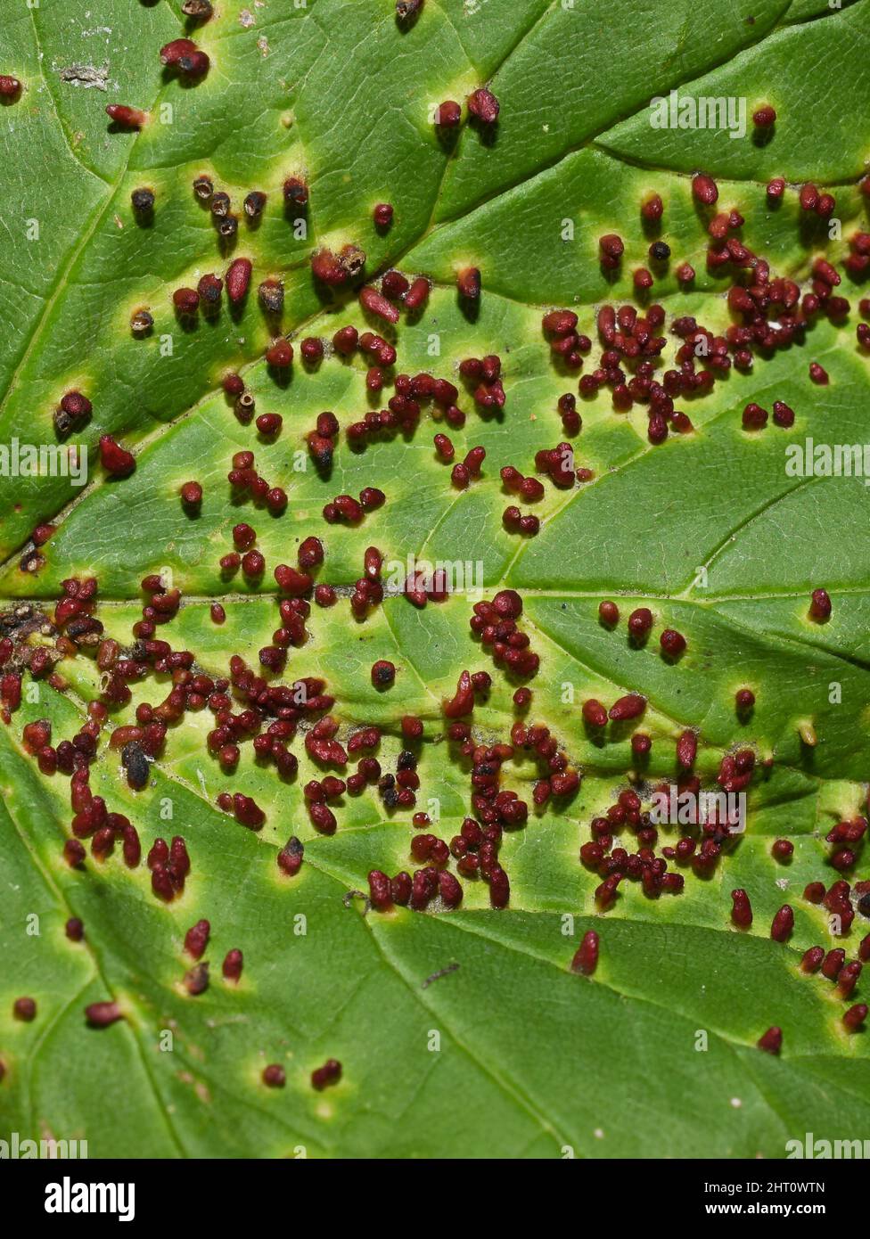 The gall mite Aceria macrorhynchus red galls infection on acer leaf Stock Photo