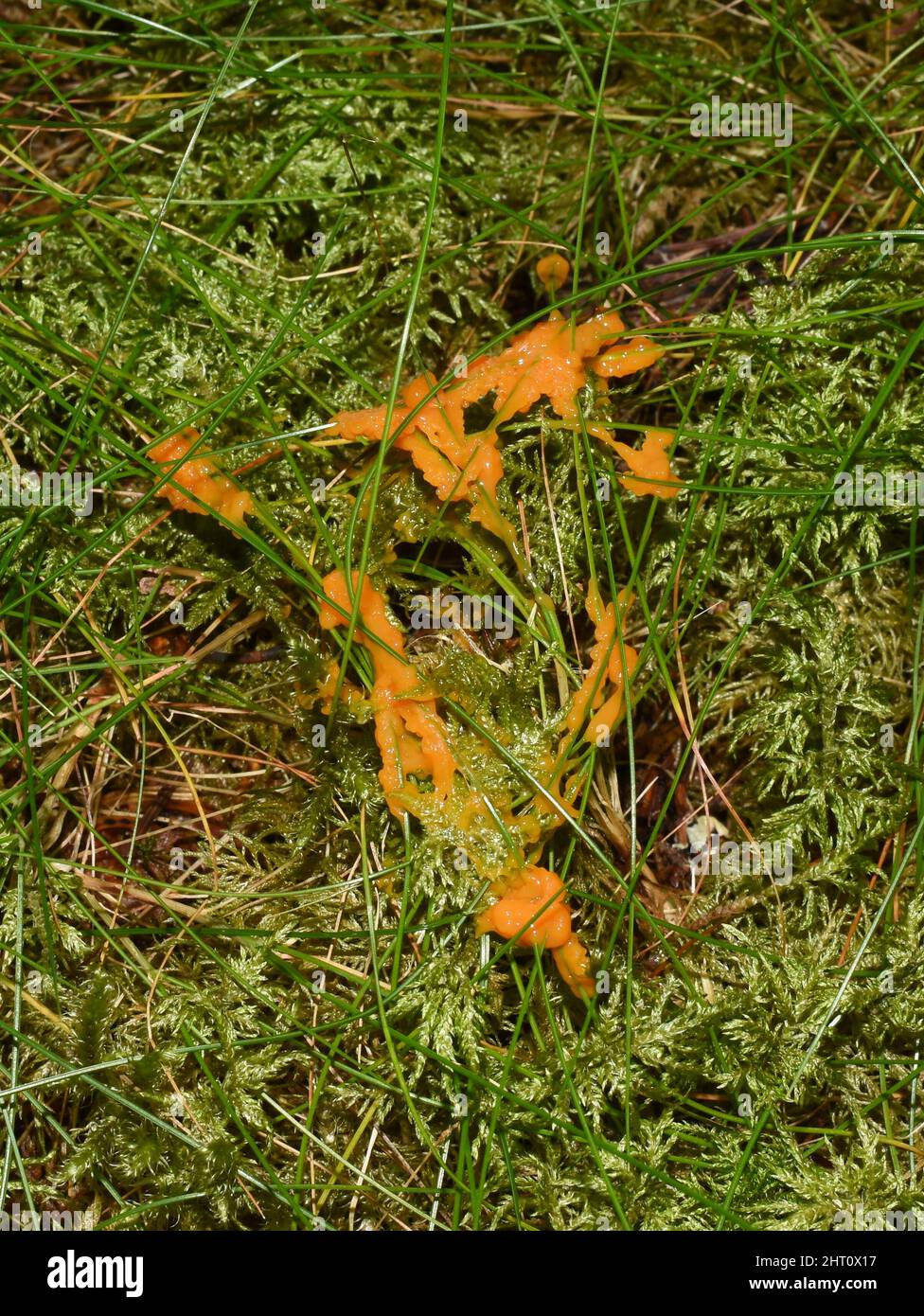 The yellow slime fungus dog vomit slime mold Fuligo septica growing on moss Stock Photo