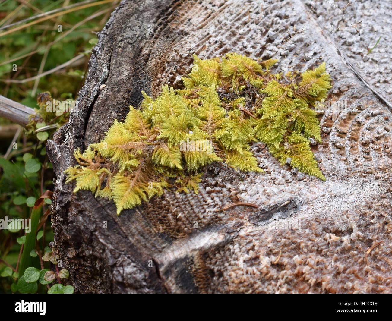 Knights plume moss Ptilium crista-castrensis growing on a tree stump Stock Photo
