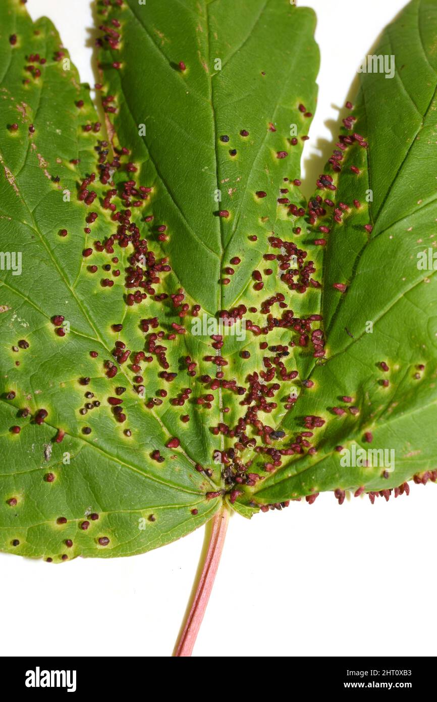 The gall mite Aceria macrorhynchus red galls infection on acer leaf Stock Photo