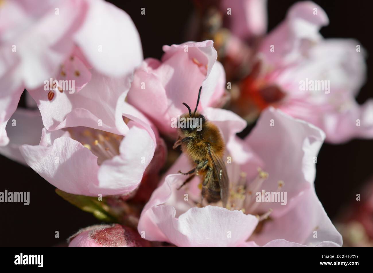 Fürth Stock Photo