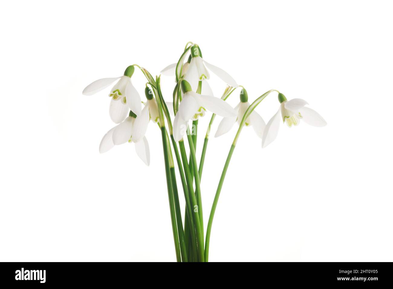 White Snowdrop flowers isolated on white background Stock Photo