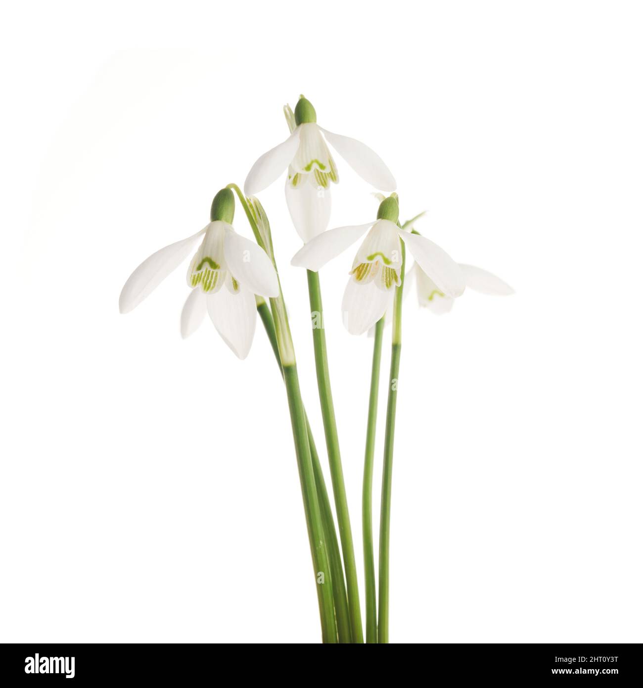White Snowdrop flowers isolated on white background Stock Photo