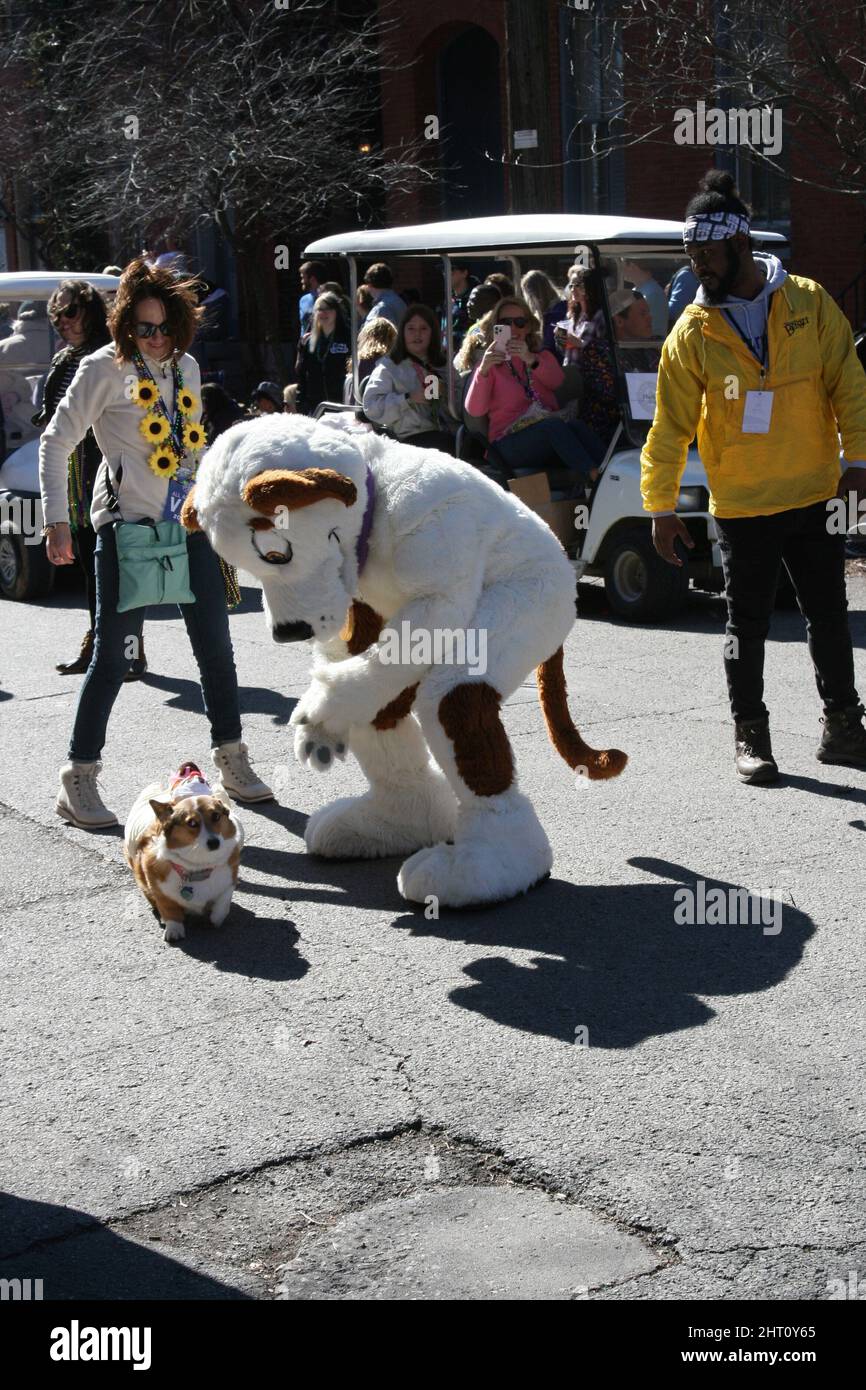 mardi gras 2025 st louis pet parade