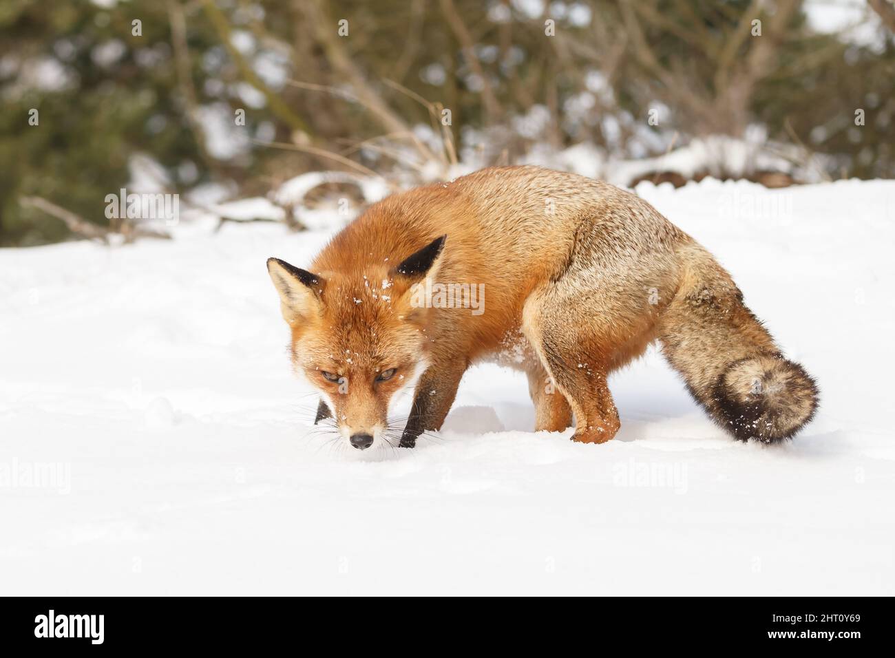Red Fox in wintertime with snow and snowfall in nature on a cold day ...