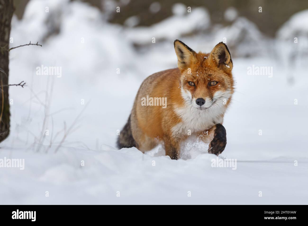 Red Fox in wintertime with snow and snowfall in nature on a cold day ...