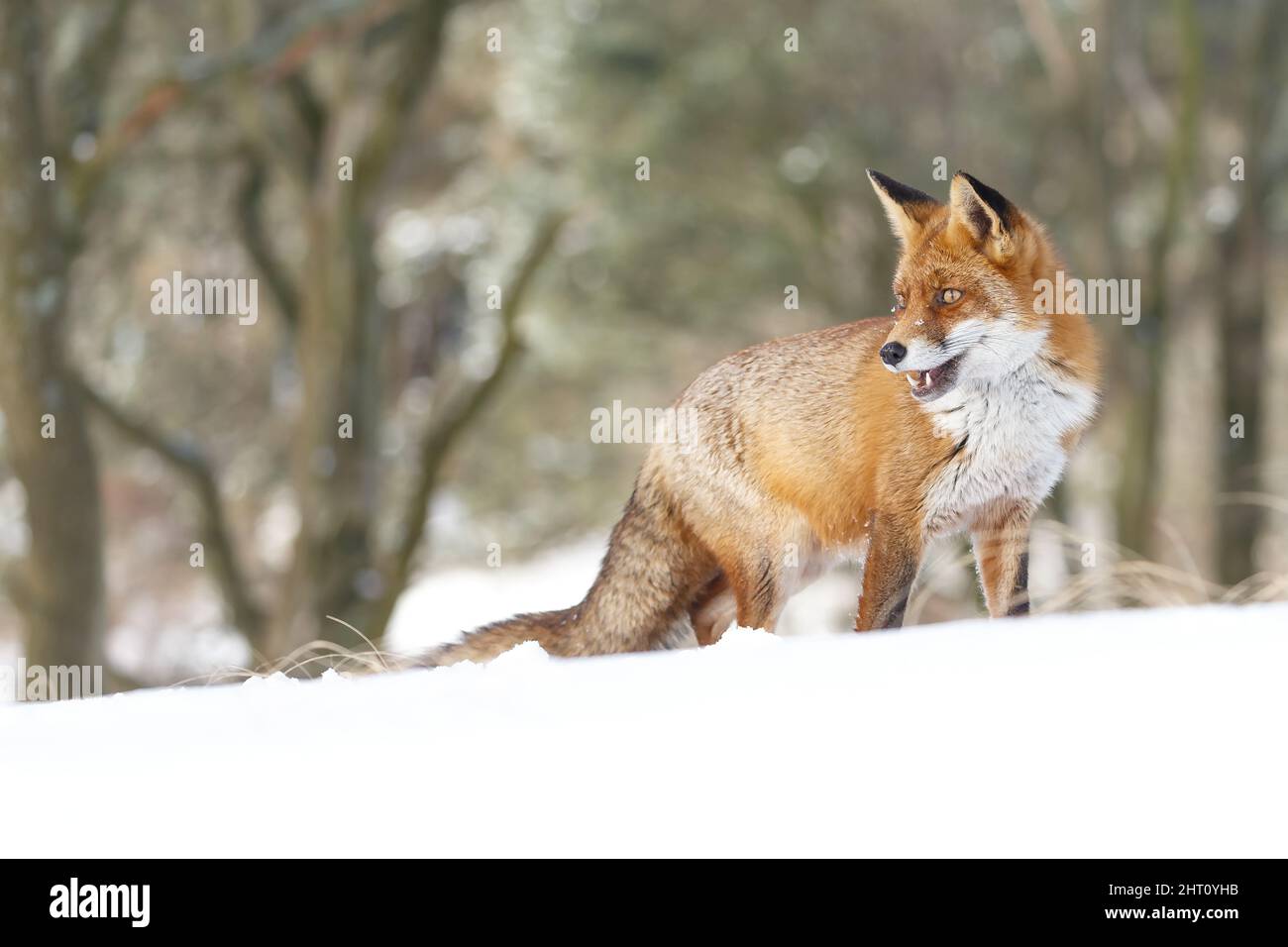 Red Fox in wintertime with snow and snowfall in nature on a cold day ...