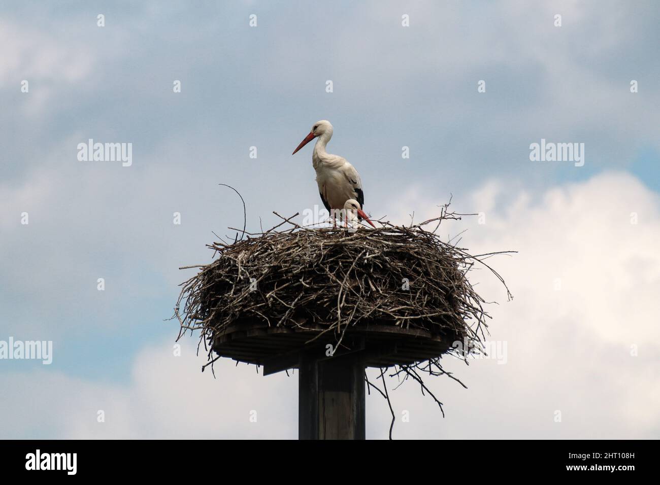 Beautiful view of the storks in the nest Stock Photo