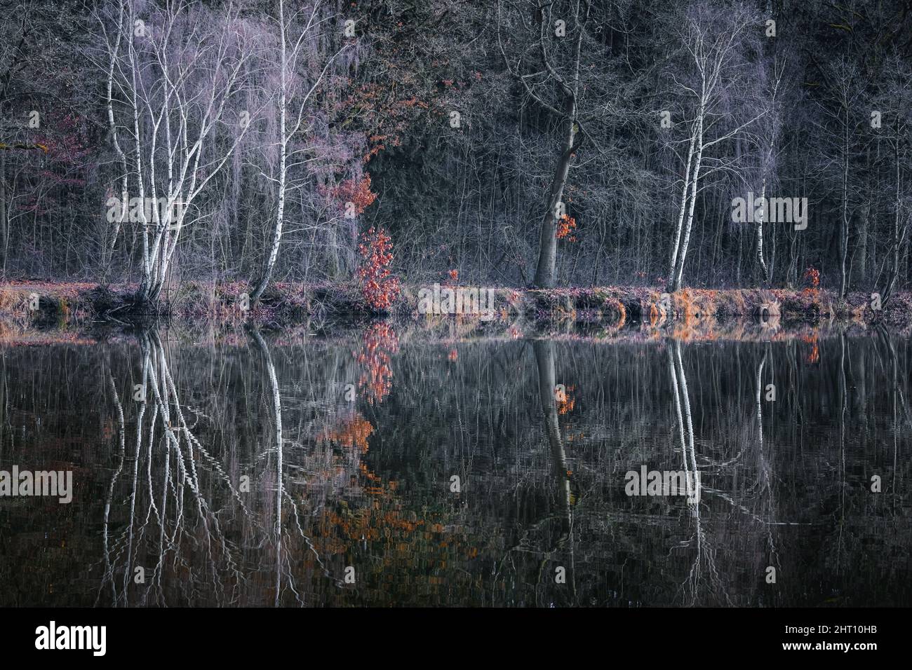 Trees reflection in the lake Stock Photo - Alamy