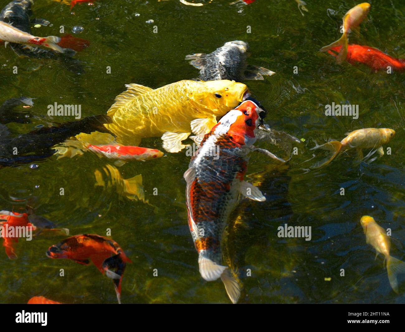Many koi carp (Cyprinus) multicolor on the water surface Stock Photo